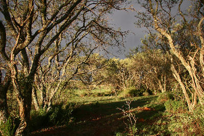 Indigenous woodland and fire-adapted trees in the Vredefort Dome World Heritage Site, South Africa.