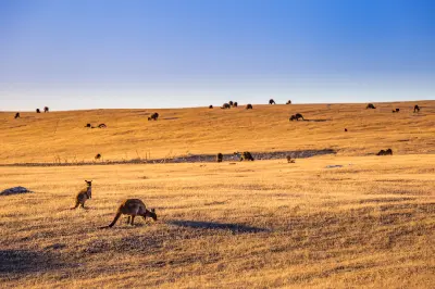 Large group of kangaroos grazing across sunlit golden grasslands on Kangaroo Island, South Australia, with two kangaroos prominent in the foreground.