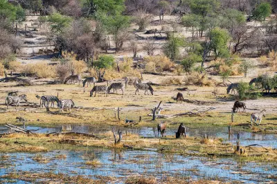 Zebra and blue wildebeest grazing beside a waterhole in Nxai Pan, Botswana.