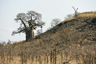 Large baobab tree on a hillside in the Pafuri region near Crooks Corner in northern Kruger National Park.