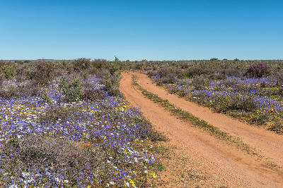 Gravel road bordered by blue, white and yellow spring wildflowers near Nieuwoudtville, South Africa.