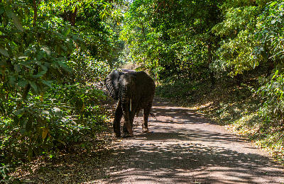 African elephant walking along a forest road beneath the dense canopy of the Groundwater Forest in Lake Manyara National Park, Tanzania.