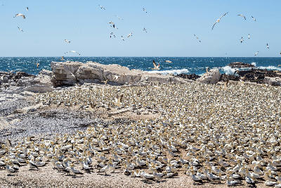 Large Cape gannet breeding colony on Bird Island Nature Reserve near Lambert's Bay on South Africa's West Coast.