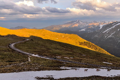 Elk walking across snowy alpine landscape beside Trail Ridge Road in Rocky Mountain National Park, Colorado.