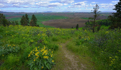 Trail through spring wildflowers overlooking rolling farmland from Kamiak Butte State Park in Washington’s Palouse region