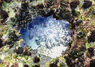 Top-down view of a tidal rock pool with shells, algae, and marine life along the rocky coastline near Arniston in South Africa.