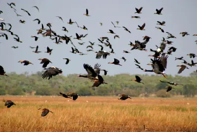 Large flock of magpie geese and ducks flying above golden floodplain grasses and distant woodland in Kakadu National Park, Northern Territory, Australia.