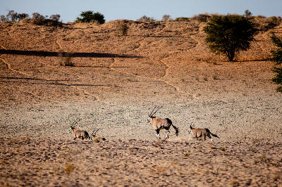 A group of gemsbok running across sandy Kalahari terrain with low dunes and scattered acacia trees near Nossob.