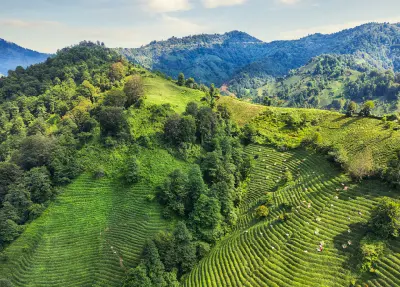 Patterned rows of tea plantations covering lush mountain slopes and valleys in Rize Province, Turkey.
