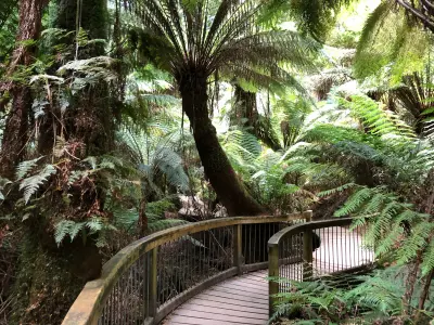 Curving boardwalk surrounded by giant tree ferns in the rainforest at Maits Rest, Victoria.