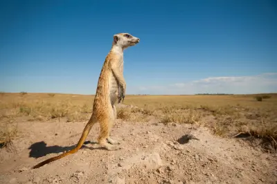 Meerkat standing alert on a lookout mound in the Makgadikgadi Pans, Botswana.