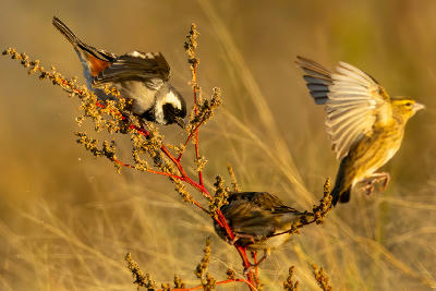 Cape sparrows and a weaver feeding on seed heads in golden sunrise light at Marievale Bird Sanctuary.