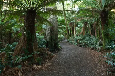 Gravel walking trail beneath giant tree ferns and mature rainforest trees at Maits Rest, Victoria.