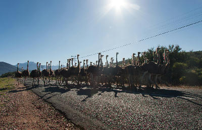 Large group of ostriches walking along a road near Oudtshoorn in the Klein Karoo during relocation between ostrich farms.
