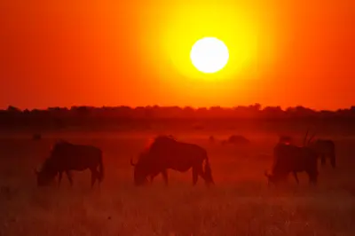 Blue wildebeest silhouetted beneath a brilliant sunset in Deception Valley, Central Kalahari Game Reserve, Botswana.