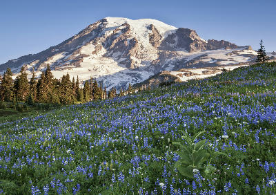 Mount Rainier rising above alpine meadow filled with summer wildflowers at Mazama Ridge, Washington State