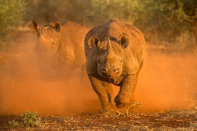 Two black rhinos running through red dust at sunrise in Madikwe Game Reserve, North West Province, South Africa.