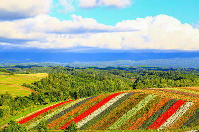Colorful striped flower fields across rolling hills at Shikisai no Oka in Biei, Hokkaido, Japan.