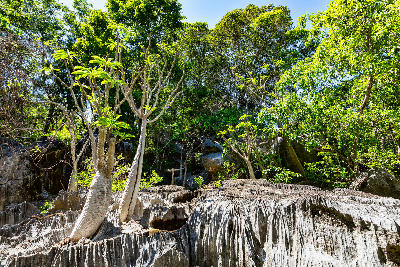 Vegetation growing among the limestone formations of Little Tsingy in Madagascar