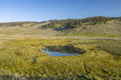 Reflective pond surrounded by grassy plateau and rolling hills under clear sky, Blacktail Plateau, Yellowstone National Park, Wyoming, USA.