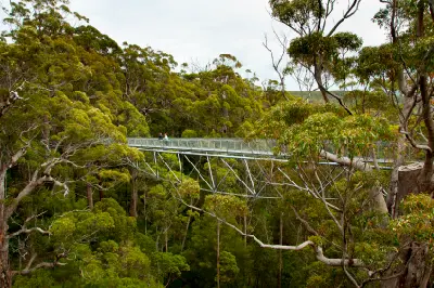 Elevated Tree Top Walk crossing through dense forest at the Valley of the Giants near Walpole, Western Australia.