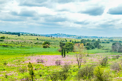Wide landscape view across flowering grasslands and wetlands in Rietvlei Nature Reserve, Gauteng.