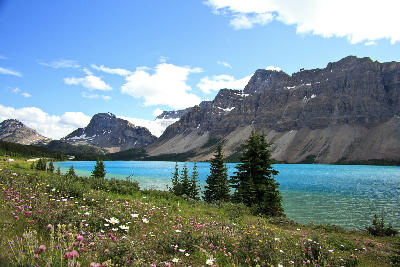 Bow Lake with turquoise water, wildflowers and mountain backdrop in Banff National Park, Alberta, Canada