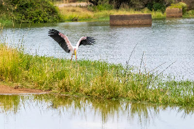 Yellow-billed stork with wings spread beside Sunset Dam in Kruger National Park.