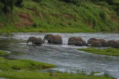 Elephant herd crossing the Crocodile River in Kruger National Park, South Africa, including adults and calves moving through the river channel.