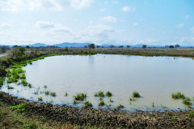 Permanent waterhole at Hippo Pools on the Mkata Floodplain in Mikumi National Park, Tanzania.