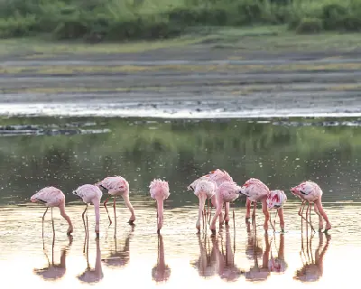 Lesser flamingos feeding in the shallow waters of Lake Ndutu in the Ndutu Plains of northern Tanzania.