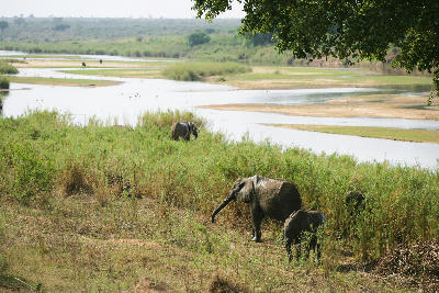 Elephants feeding on the grassy banks of the Sabie River near Lower Sabie Rest Camp in Kruger National Park, South Africa.