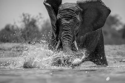 Black-and-white close-up of an African elephant splashing through a waterhole in Madikwe Game Reserve, with water spray frozen in motion around its trunk and tusks.