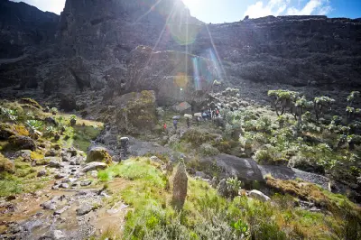 Giant groundsel below Kibo's Southern Icefields above Barranco Camp on Mount Kilimanjaro, Tanzania, at approximately 3,950 metres above sea level.