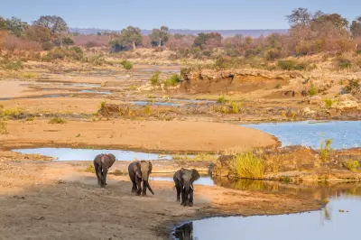 Three African elephants walking beside a shallow river channel in the dry savanna landscapes of Kruger National Park, South Africa.