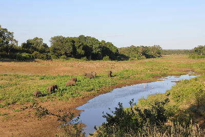 Elephants feeding beside the Shingwedzi River in northern Kruger National Park, South Africa.