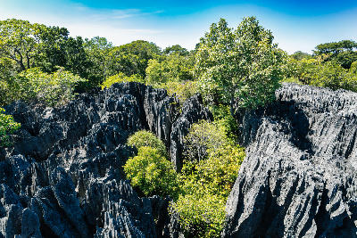 Dense limestone pinnacles and dry forest vegetation in Little Tsingy de Bemaraha, western Madagascar