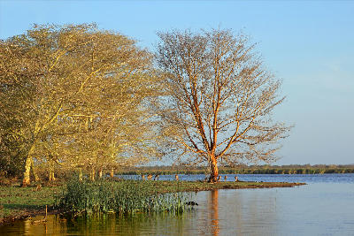 Fever trees growing beside a wetland in Mkuze Game Reserve, South Africa, with reflections in calm water.