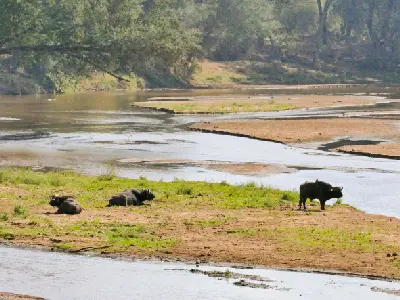 Buffalo resting beside the Luvuvhu River near Crooks Corner in northern Kruger National Park.