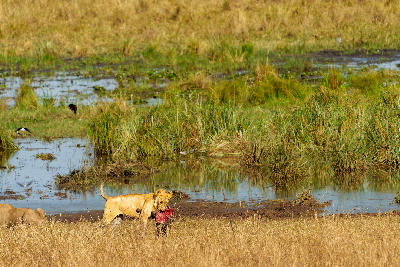 Lion carrying prey near the wetlands of Silale Swamp in Tarangire National Park, Tanzania.