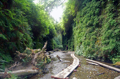 Fern Canyon trail with creek and lush green walls in Prairie Creek Redwoods California