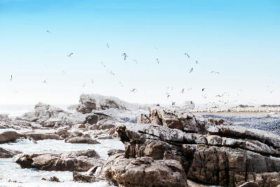 Cape gannet breeding colony on Bird Island near Lambert's Bay, South Africa