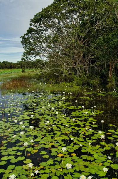 White water lilies and floating green leaves covering dark reflective water beside dense tropical woodland at Mamukala Wetlands, Northern Territory, Australia.