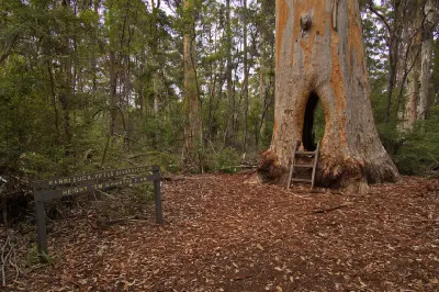 Large hollow karri tree with a walk-through opening near Beedelup Falls in Greater Beedelup National Park, Western Australia.