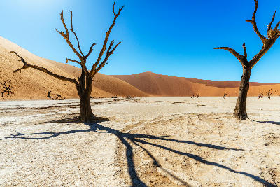 Dead camel thorn trees standing on the cracked white clay floor of Deadvlei with sweeping orange sand dunes and clear blue sky in Namibia.