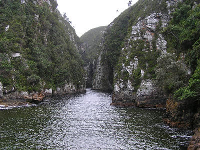Storms River Gorge flowing between towering rocky cliffs and indigenous forest in Tsitsikamma National Park, South Africa.