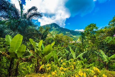 Tropical rainforest landscape with dense jungle vegetation and forested hills in Ranomafana National Park, Madagascar.