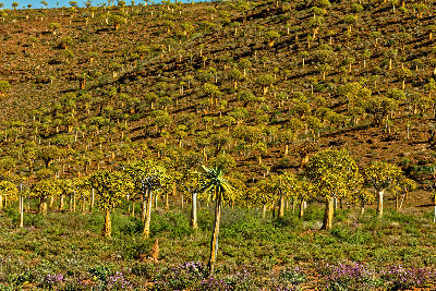 Dense quiver tree forest covering a hillside at Gannabos Quiver Tree Forest near Nieuwoudtville in the Northern Cape, South Africa.