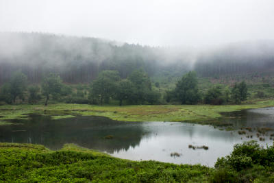 Misty lake and forest wetland in Magoebaskloof with low cloud hanging over the Wolkberg Mountains, Limpopo, South Africa.