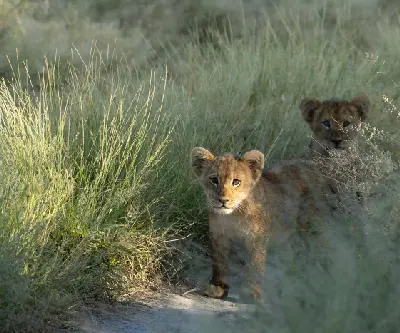 Two young lion cubs (Panthera leo) walking along a sandy track through long grass in the Central Kalahari Game Reserve, Botswana.